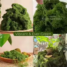 500/30G Artificial Green Plants Eternal Life Moss Mini Landscape Fake